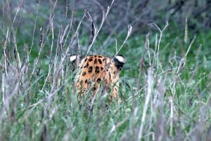 Jaipur: Oplev de skjulte leoparder i Jhalana