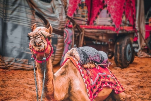 Из Джайпура: однодневная поездка из Джайпура в Пушкар