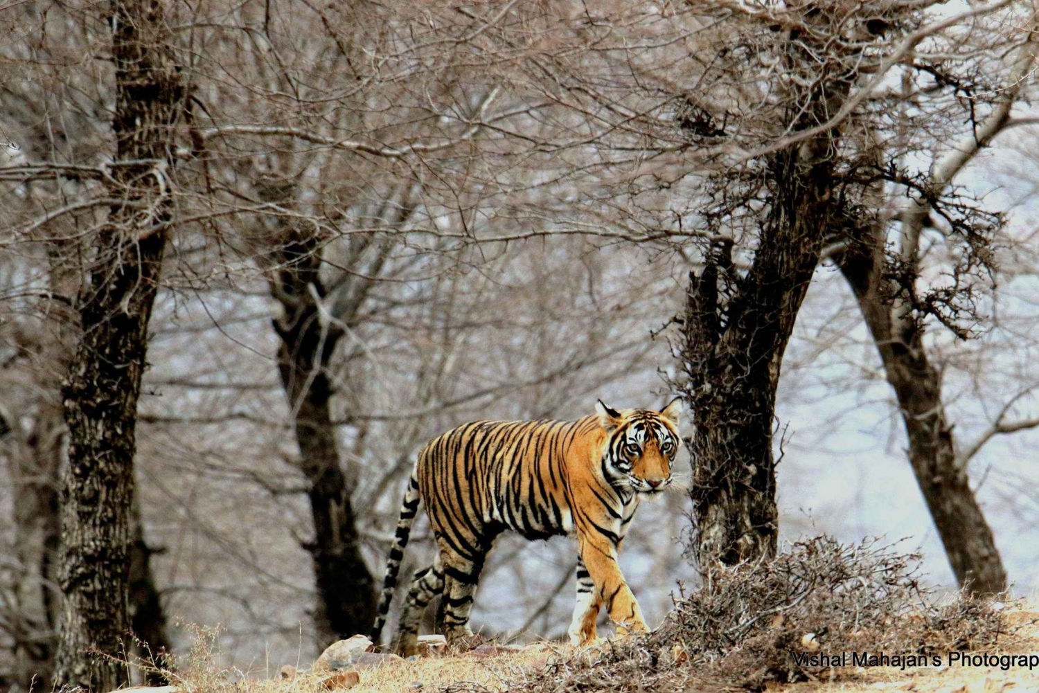 Von Jaipur aus: Tagestour zur Ranthambore Tiger Safari