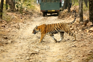 Von Jaipur aus: Tagestour zur Ranthambore Tiger Safari