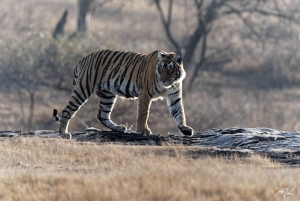 Von Jaipur aus: Tagestour zur Ranthambore Tiger Safari