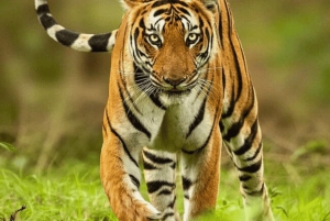 Von Jaipur aus: Tagestour zur Ranthambore Tiger Safari