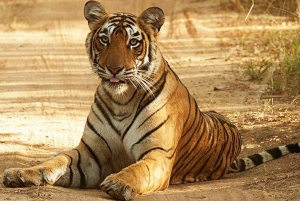 Vanuit Jaipur: privé Ranthambore-tour per Jeep Canter Safari