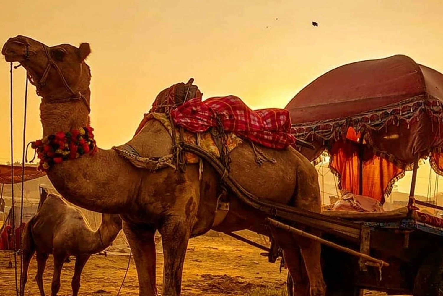 Desde Jaipur: tour privado a Ajmer Pushkar en taxi