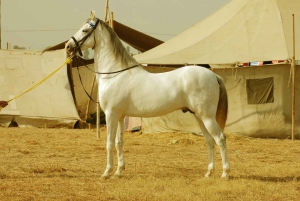 From Jaipur : Private Ajmer Pushkar Tour by Cab