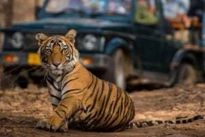 Vanuit Jaipur: Privé dagtrip Ranthambore met tijgersafari