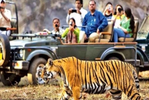 Desde Jaipur: Excursión Privada al Parque de Ranthambore con Safari en Tigre