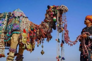 De Jaipur: passeio privado de um dia em Ajmer e Pushkar