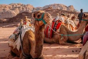 Jaipurista: Pushkar ja Ajmer Yksityinen päiväretki: Pushkar ja Ajmer