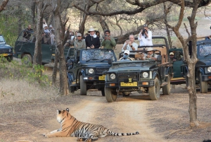 Из Джайпура: однодневная поездка в национальный парк Рантхамбор с сафари
