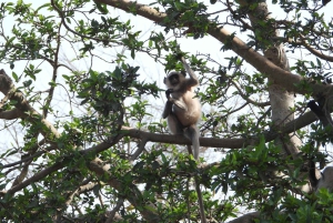 Из Джайпура: однодневная поездка в национальный парк Рантхамбор с сафари
