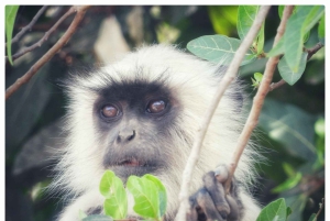 Из Джайпура: однодневная поездка в национальный парк Рантхамбор с сафари