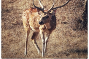 Из Джайпура: однодневная поездка в национальный парк Рантхамбор с сафари