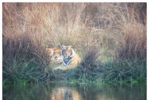 Из Джайпура: однодневная поездка в национальный парк Рантхамбор с сафари