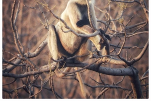 Из Джайпура: однодневная поездка в национальный парк Рантхамбор с сафари