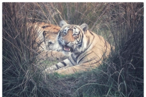 Из Джайпура: однодневная поездка в национальный парк Рантхамбор с сафари