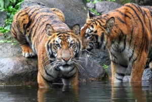 Depuis Jaipur : Excursion privée d'une journée à Ranthambore avec Tiger Safari