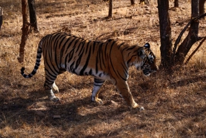Depuis Jaipur : Excursion privée d'une journée à Ranthambore avec Tiger Safari