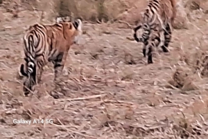 Depuis Jaipur : Excursion privée d'une journée à Ranthambore avec Tiger Safari