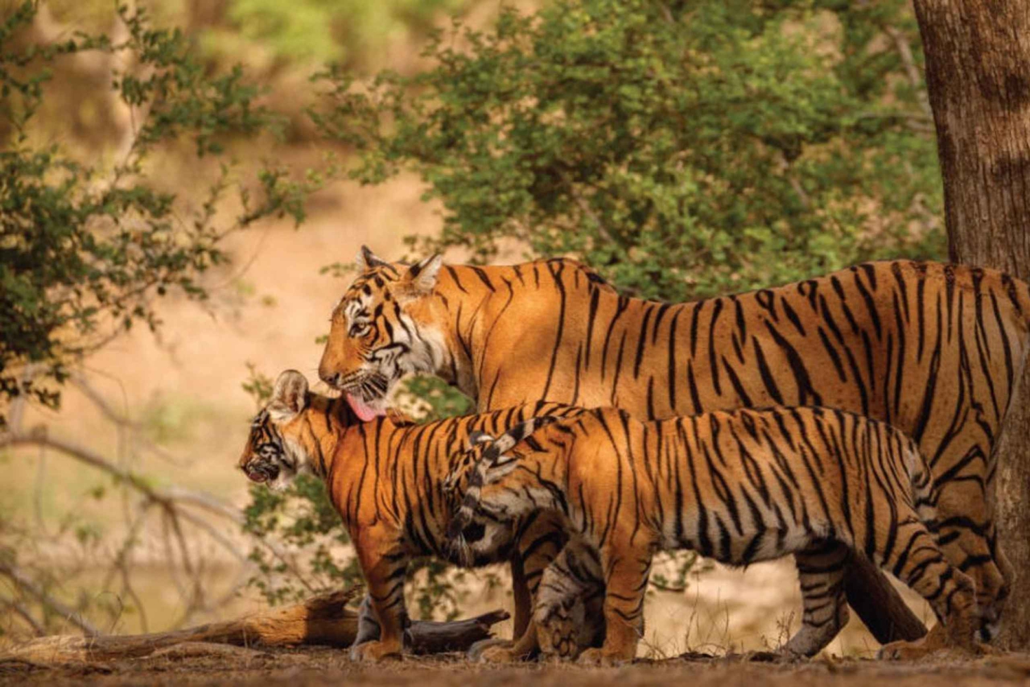 Z Jaipur: Jednodniowa wycieczka safari do Ranthambore z transferem
