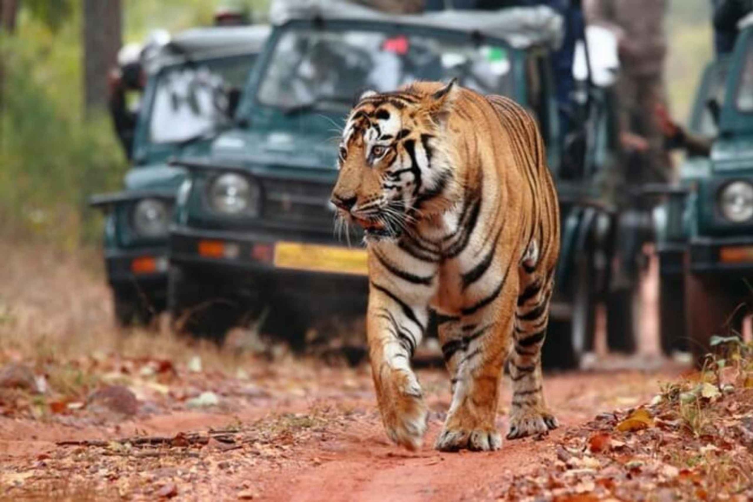 Z Jaipur: Jednodniowa wycieczka safari do Ranthambore z transferem