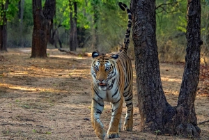 Z Jaipur: Jednodniowa wycieczka safari do Ranthambore z transferem