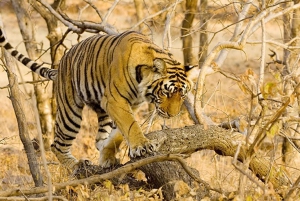 Z Jaipur: Jednodniowa wycieczka safari do Ranthambore z transferem