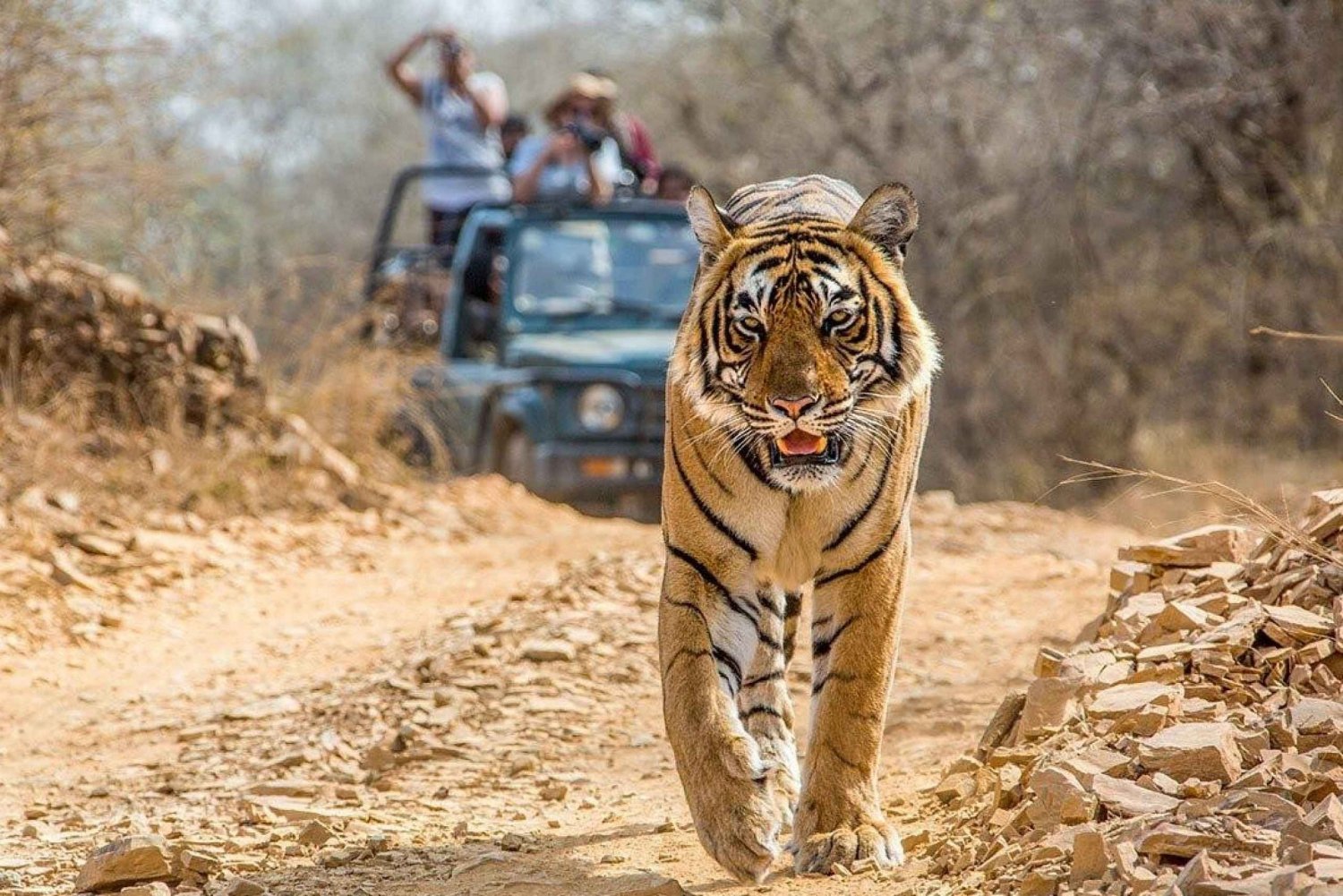 Från Jaipur: Dagsutflykt till Ranthambore Tiger Safari
