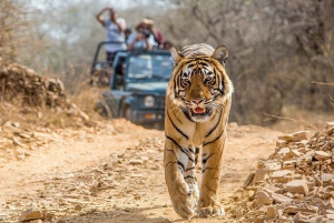 Из Джайпура: Однодневная поездка в тигровое сафари Рантхамбор