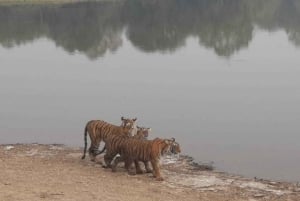 De Jaipur: Visita nocturna ao Safari do Tigre de Ranthambore