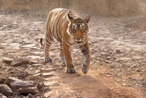 ジャイプール発：タクシー付きランタンボール ツアー