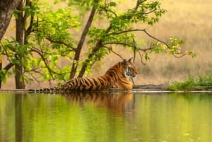 Vanuit Jaipur: Ranthambore-excursie op dezelfde dag