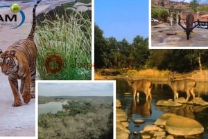 Vanuit Jaipur: Ranthambore-excursie op dezelfde dag