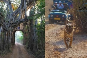 Vanuit Jaipur: Ranthambore-excursie op dezelfde dag