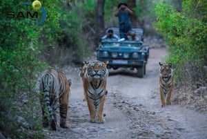 Vanuit Jaipur: Ranthambore-excursie op dezelfde dag