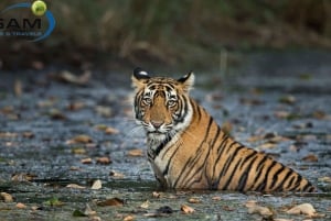 Vanuit Jaipur: Ranthambore-excursie op dezelfde dag