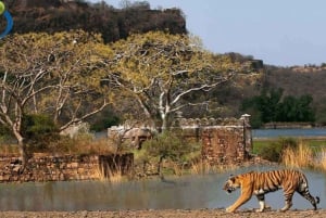 Vanuit Jaipur: Ranthambore-excursie op dezelfde dag