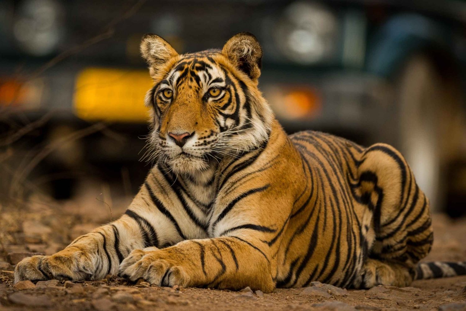 Fra Jaipur: Ranthambore Tiger Safari-tur samme dag