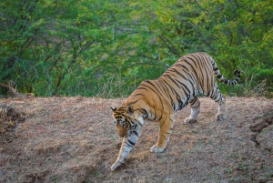 Из Джайпура: тур по сафари на тигров в Рантхамборе в тот же день