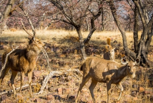 Из Джайпура: тур по сафари на тигров в Рантхамборе в тот же день