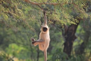 Из Джайпура: тур по сафари на тигров в Рантхамборе в тот же день
