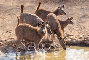Из Джайпура: тур по сафари на тигров в Рантхамборе в тот же день