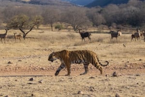 Из Джайпура: тур по сафари на тигров в Рантхамборе в тот же день