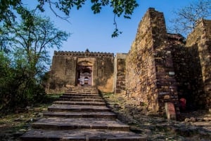 Из Джайпура: тур по сафари на тигров в Рантхамборе в тот же день