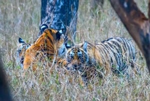 Из Джайпура: тур по сафари на тигров в Рантхамборе в тот же день