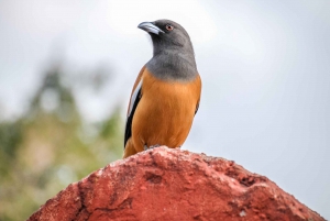 Из Джайпура: тур по сафари на тигров в Рантхамборе в тот же день