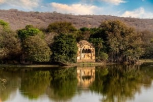 Из Джайпура: тур по сафари на тигров в Рантхамборе в тот же день