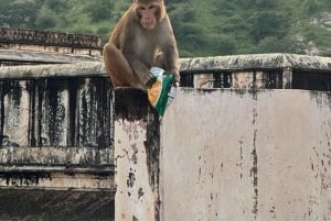 From Jaipur: Same Day Samode Village & Palace Tour