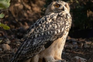 From Jaipur: Sariska National Park Day Tour with Jeep Safari