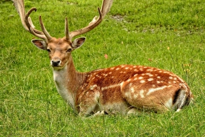 From Jaipur: Sariska National Park Day Tour with Jeep Safari